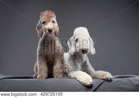 Two Dogs Together. Puppy And Adult Bedlington Terrier On A Grey Background. Pets In A Photo Studio