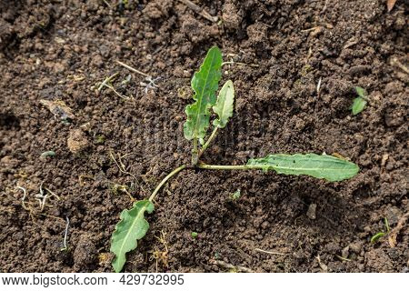 Horse Sorrel Weed In The Garden. Rumex Confertus Leaf Rosette