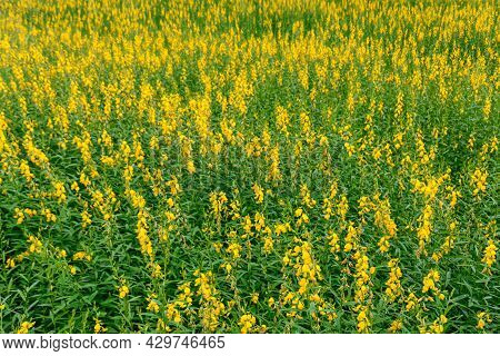 Yellow Flower Fields Of Sunn Hemp Or Crotalaria Juncea Is A Tropical Asian Plant