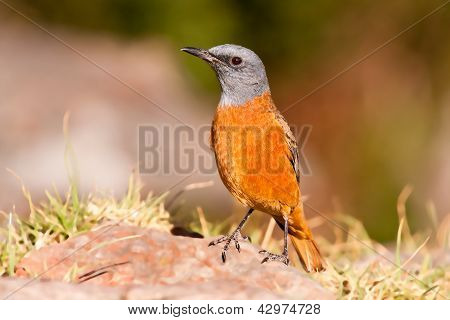Cape Rock Thrush sidder i solen