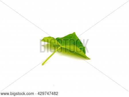 Sweet Potato Ipomoea Batatas Leaf Isolated On White Background