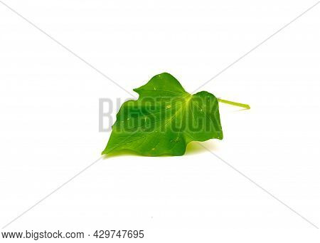 Sweet Potato Ipomoea Batatas Leaf Isolated On White Background
