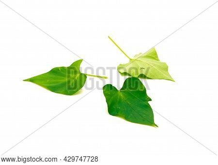 Three Sweet Potato Ipomoea Batatas Leaves Isolated On White Background
