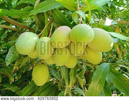 A Bunch Of Mango Fruits Hanging On A Mango Tree