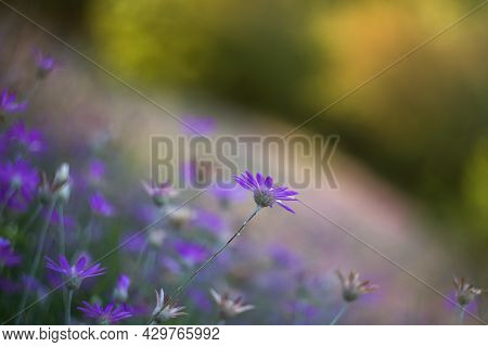 Purple Summer Background Of Xeranthemum Annuum Flowers. Beautiful Dried Flowers Annual Immortelle On