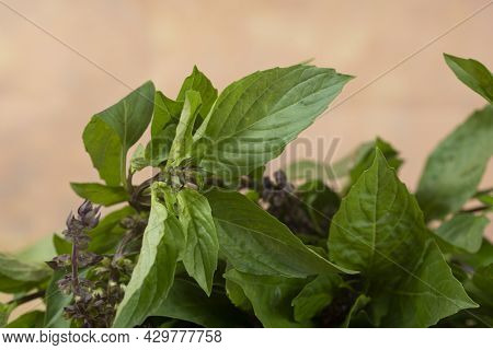 Thai Basil Or Locally Known As Daun Selasih Normally Used In Asian Cooking. Selective Focus Points. 