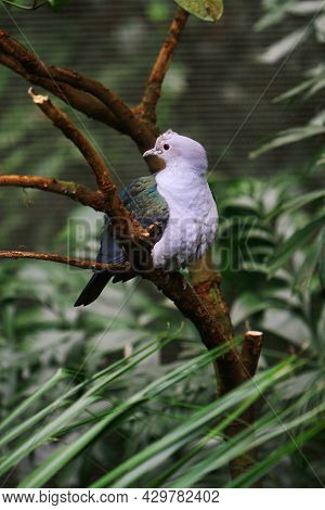 A Young Pigeon Is Taking Rest On Tree