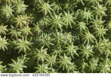 Marchantia Polymorpha Liverwort, Close Up Shot Macro