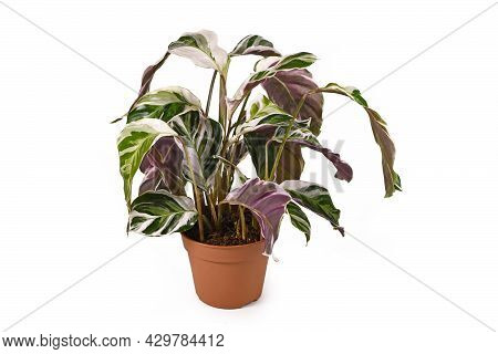 Exotic Houseplant With Botanic Name 'calathea White Fusion' Prayer Plant In Flower Pot Isolated On W