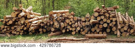 Freshly Cut Pine Trunks Stacked Up On Top Of Each Other In A Pile On Meadow Against Green Forest, Pa