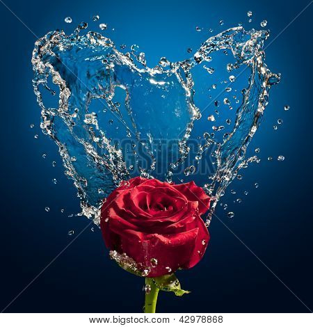 Splash And Rose