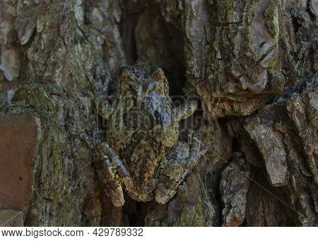 Gray Tree Frog Hyla Chrysoscelis On Pine Tree In East Texas
