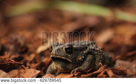 Texas Toad Anaxyrus Speciosus In Garden In East Texas