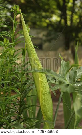Dragon Arum - Dracunculus Vulgaris Or Dragon Lily