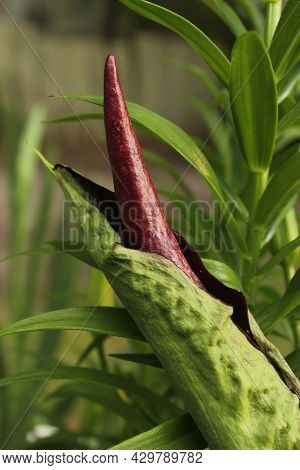 Dragon Arum - Dracunculus Vulgaris Or Dragon Lily