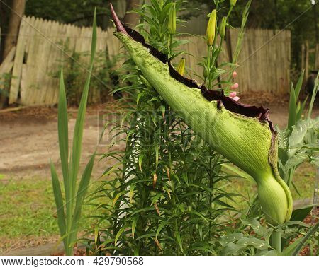 Dragon Arum - Dracunculus Vulgaris Or Dragon Lily