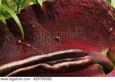 Dragon Arum - Dracunculus Vulgaris Or Dragon Lily