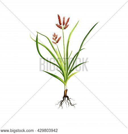 Nagarmotha - Cyperus Rotundus Ayurvedic Herb, Flower. Digital Art Illustration With Text Isolated On