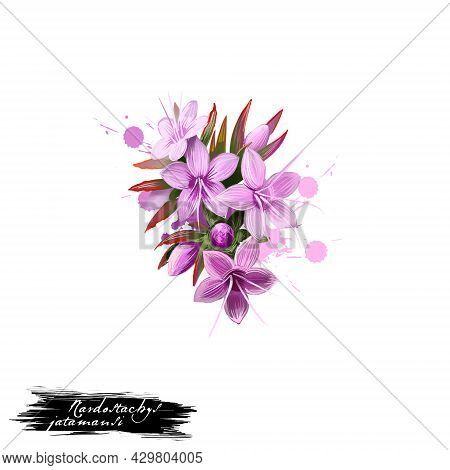 Jatamansi - Nardostachys Jatamansi Ayurvedic Herb, Flower. Digital Art Illustration With Text Isolat