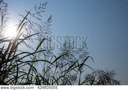 Phragmites Karka Grass Flowers In The Bright Sunlight And Fluffy Clouds In Blue Sky