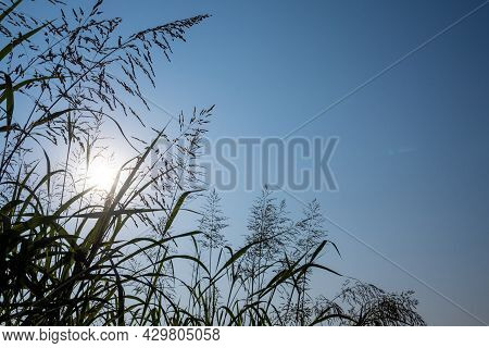 Phragmites Karka Grass Flowers In The Bright Sunlight And Fluffy Clouds In Blue Sky