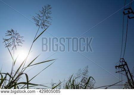 Phragmites Karka Grass Flowers In The Bright Sunlight And Fluffy Clouds In Blue Sky