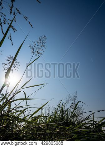 Phragmites Karka Grass Flowers In The Bright Sunlight And Fluffy Clouds In Blue Sky