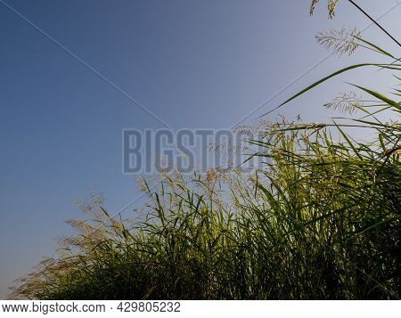 Phragmites Karka Grass Flowers In The Bright Sunlight And Fluffy Clouds In Blue Sky