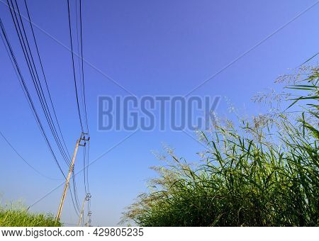 Phragmites Karka Grass Flowers In The Bright Sunlight And Fluffy Clouds In Blue Sky