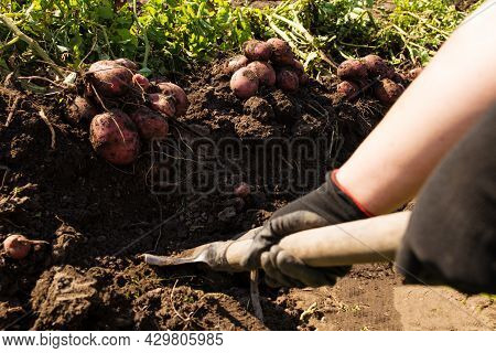 Hands In Gloves Diging Up Potato Manualy With Shavle With Dug Poatto On Background.