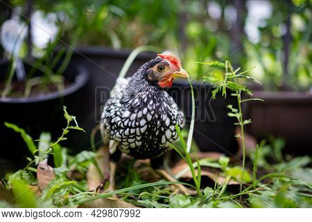 Close Up To Silver White Male Sebright Chick In The Blur Bokeh Green Garden Background.