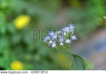 Selective Focus On Little Softness Purple Flower Of Herb Called Name Bitter Bush Or Siam Weed. Natur
