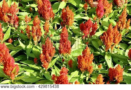 Beautiful Red Cockscomb, Woolflowers Or Celosia Cristata Flowers. A Flower Resembling The Head Of A 