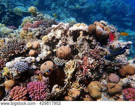 Amphiprion Bicinctus - Red Sea Clownfish Underwater Scene