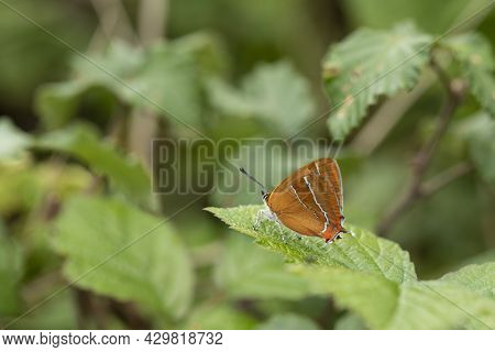 Stunning Image Of Rare Brown Hairstreak Butterfly Thecla Butulae In English Countrysdie Wild Flower