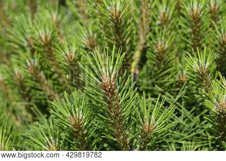 Dwarf Black Pine Pierrick Bregeon - Latin Name - Pinus Nigraa Pierrick Bregeon