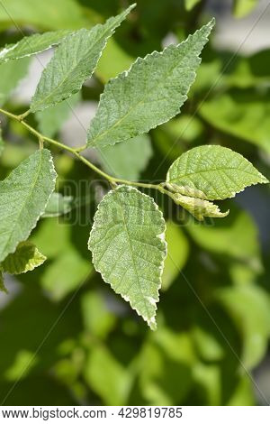 Small-leaved Elm Silvery Gem Branch - Latin Name - Ulmus Minor Silvery Gem