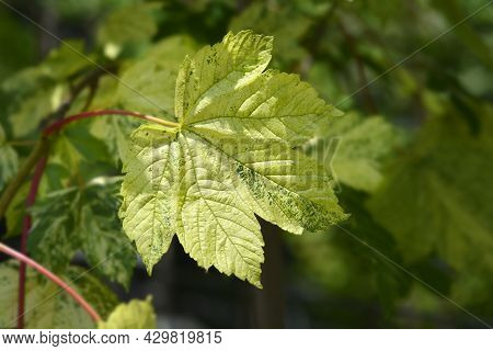 Sycamore Leopoldii Leaves - Latin Name - Acer Pseudoplatanus Leopoldii