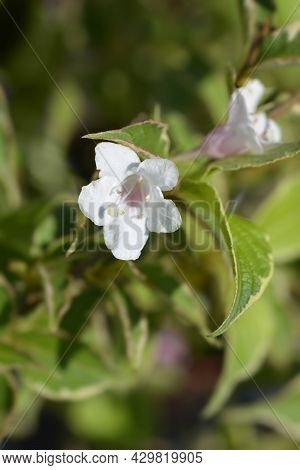 Variegated Weigela Flowers - Latin Name - Weigela Florida Nana Variegata