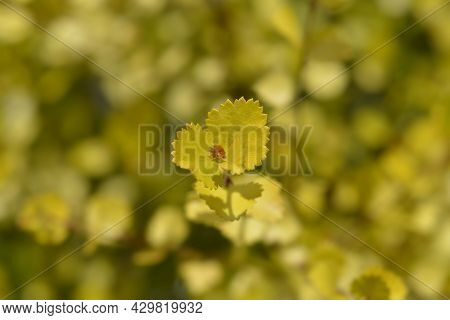 Artctic Dwarf Birch Golden Treasure - Latin Name - Betula Nana Golden Treasure