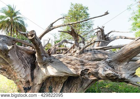 Big Dry Dead Tree Root, White Gray Dry Patterned Twisting Tangled Roots Of An Old Dead Tree.