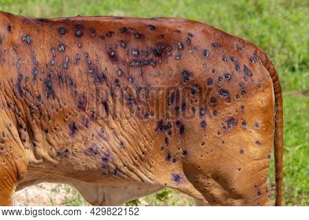 Cow Close Up Suffering From Lumpy Skin Disease On Mouth And Body.