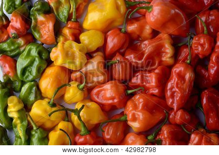Habanero Chilis