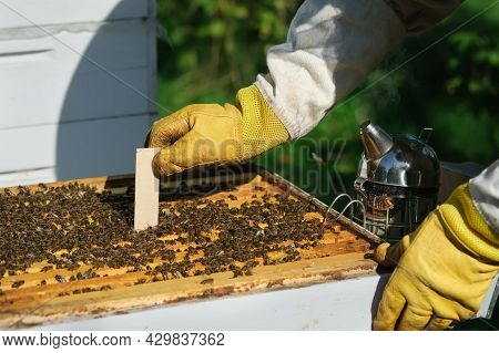 The Beekeeper Treats The Bees Of The Varroa Mite. Diseases Of Bees And Their Treatment. Varroasis. V