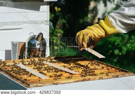 How To Treat Bees From Varroa Mite. The Beekeeper Treats The Bees Of The Varroa Mite. Diseases Of Be