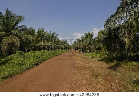 Camarões de plantação de óleo de palma