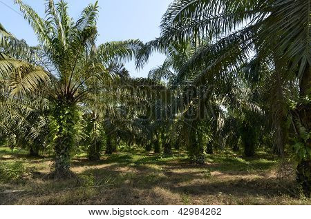 Hurma yağı saç ekimi Kamerun
