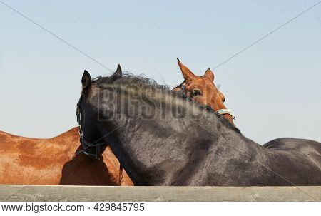 Two Horses Hug And Scratch Each Other - Rural Sciene