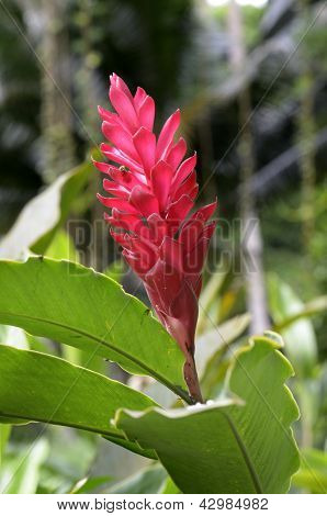 Flor roja jengibre, Alpinia Purpurata