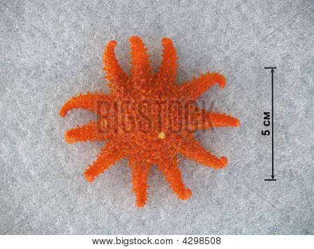 Podvodní život Kurilské ostrovy: Crossaster Papposus